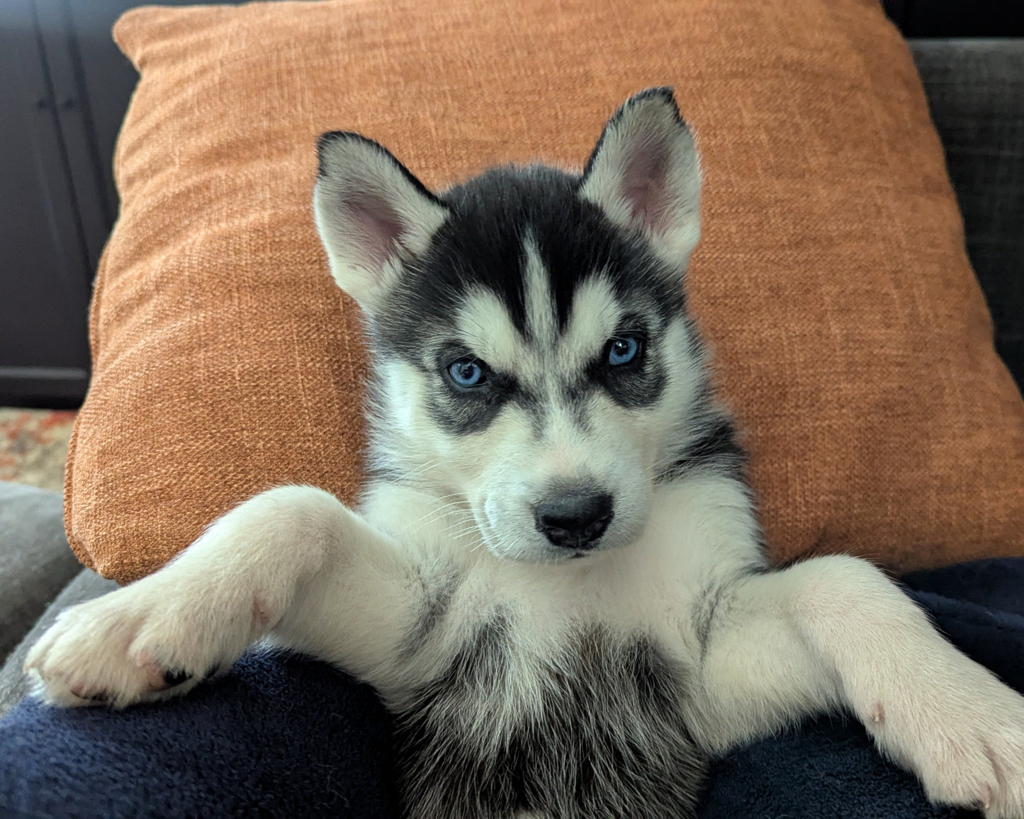 Bruno ♂️ (Adopted) "Omega"