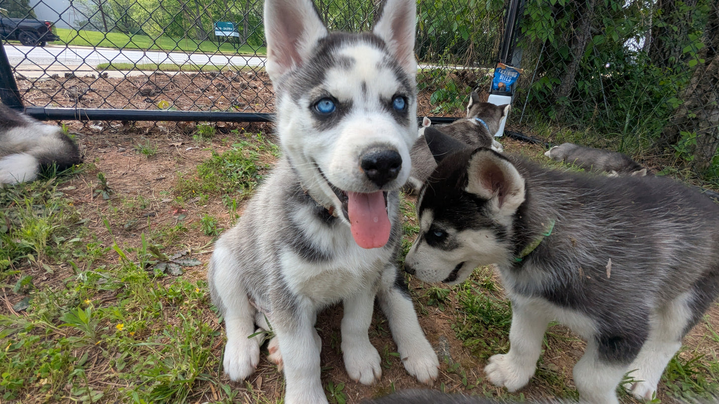 Cato ♂️