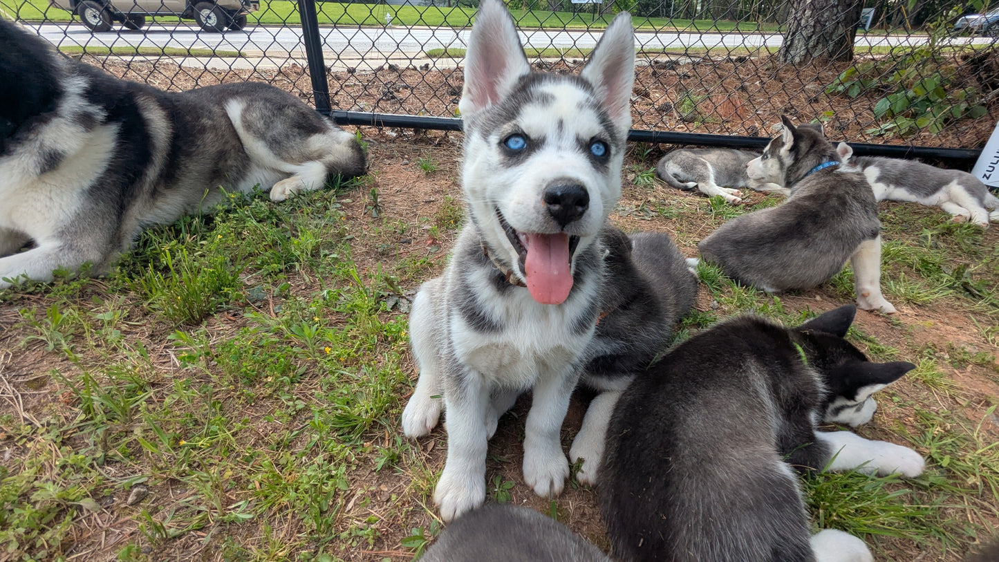 Cato ♂️