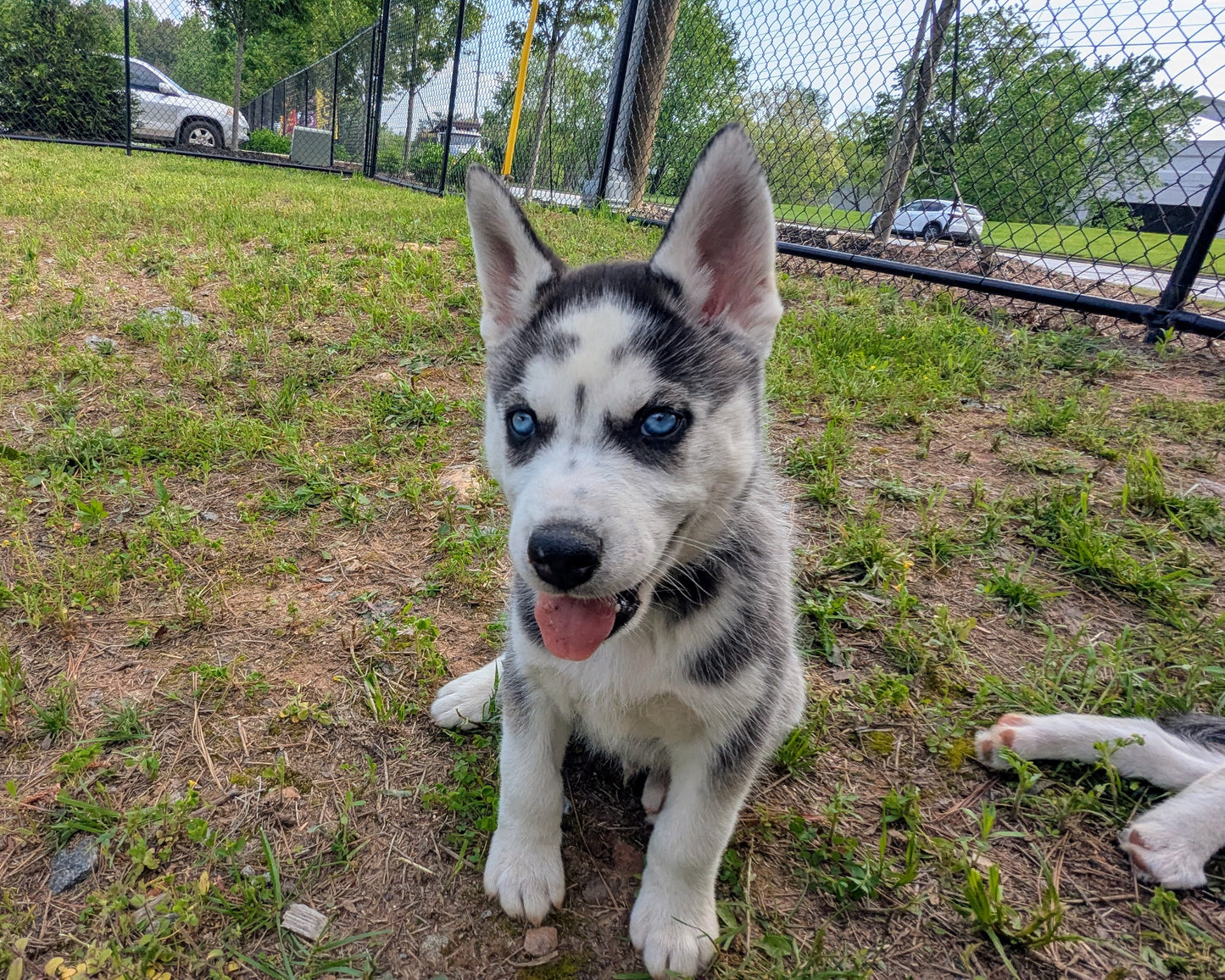 Cato ♂️