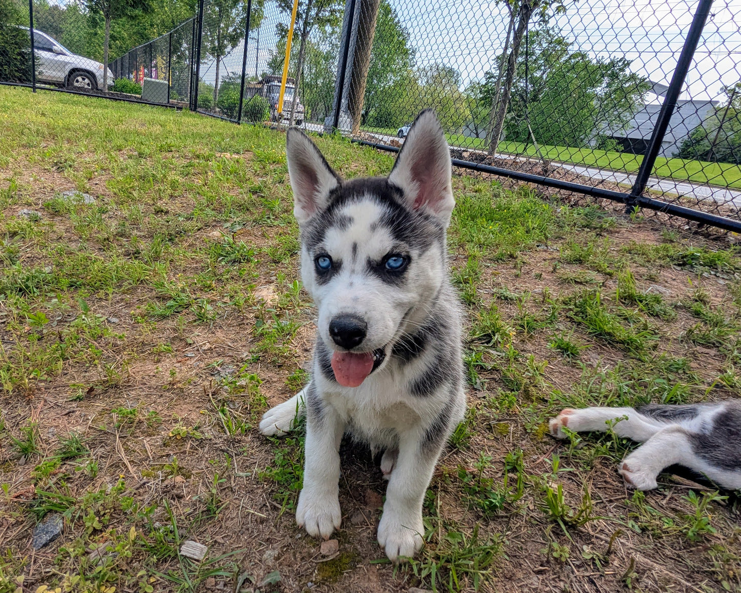Cato ♂️
