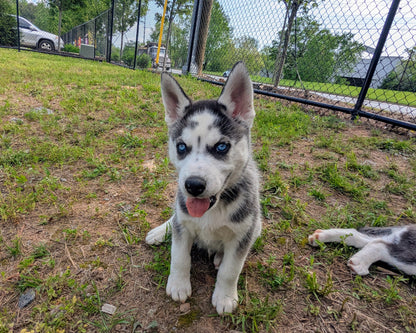 Cato ♂️