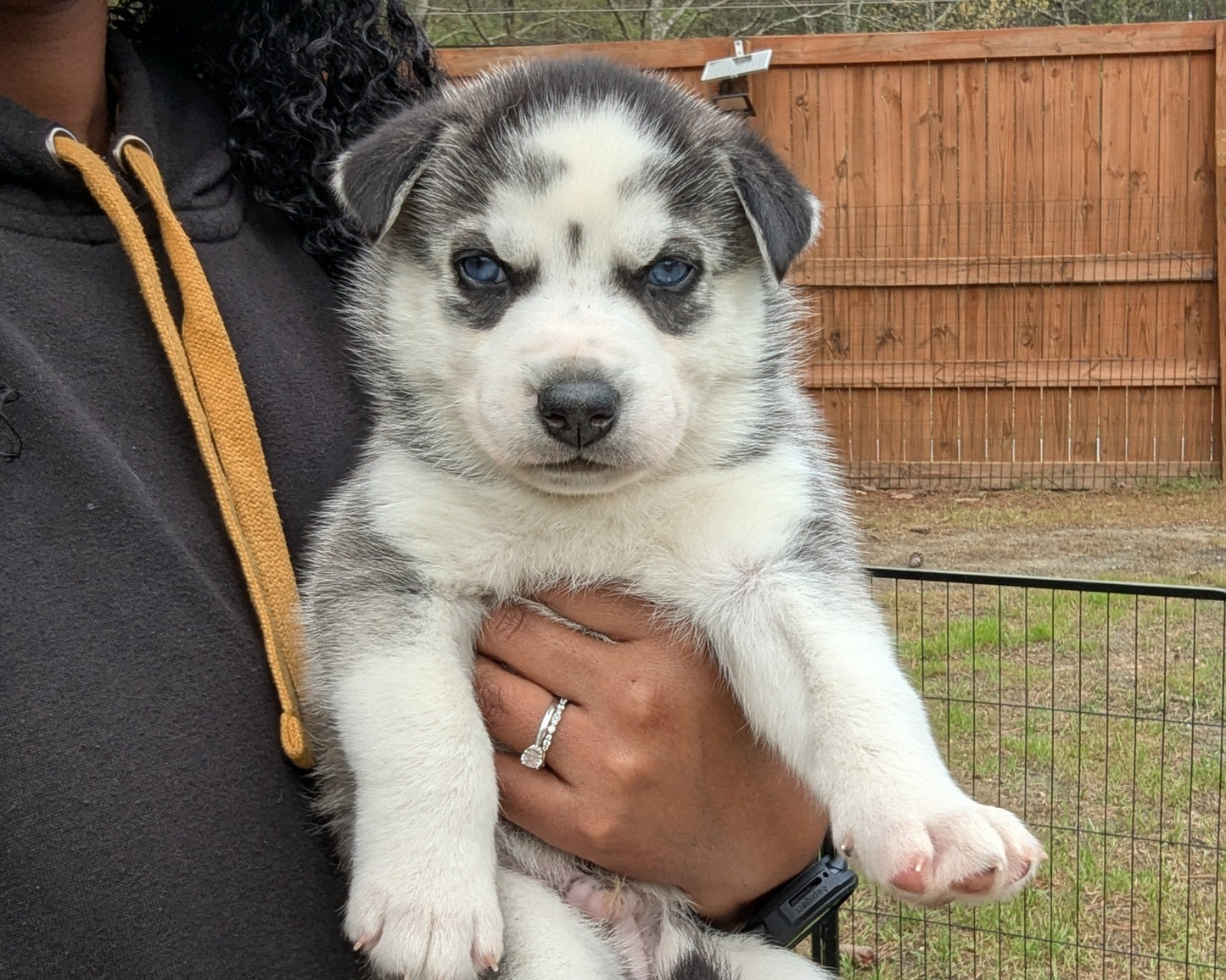 Cato ♂️