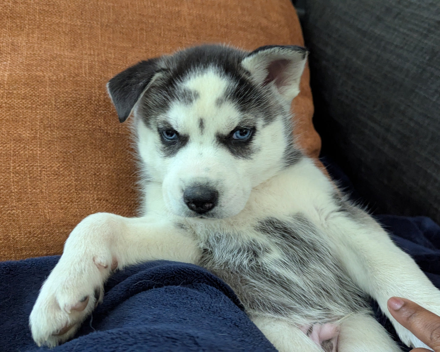Cato ♂️