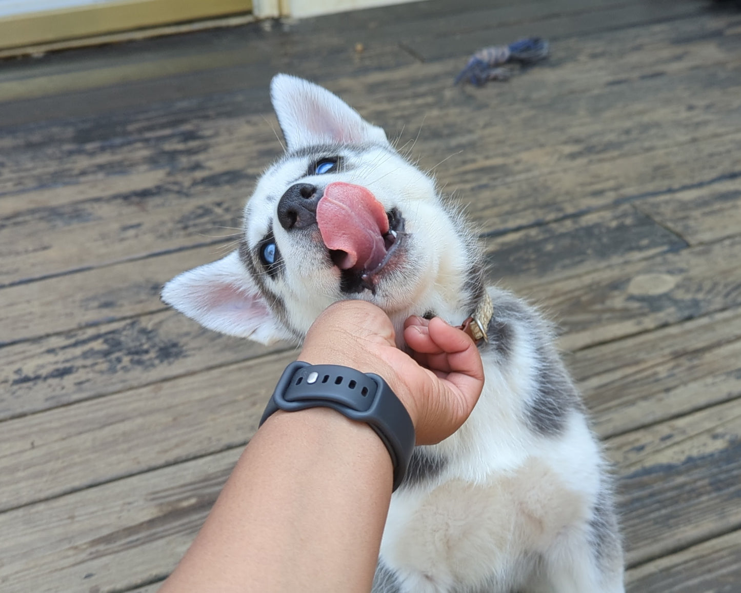 Cato ♂️