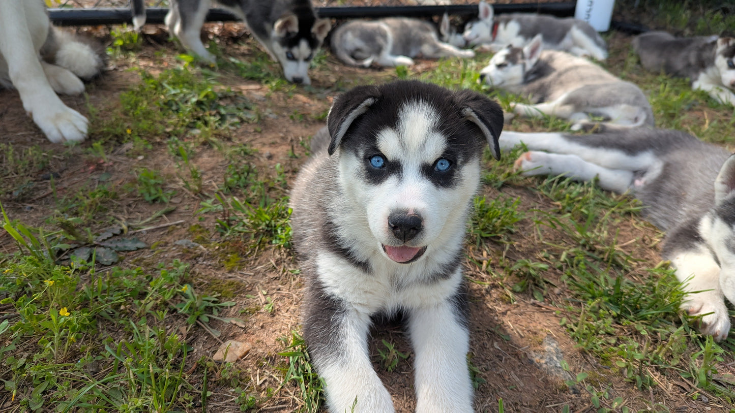 Niko ♂️ (Adopted) "Alpha"