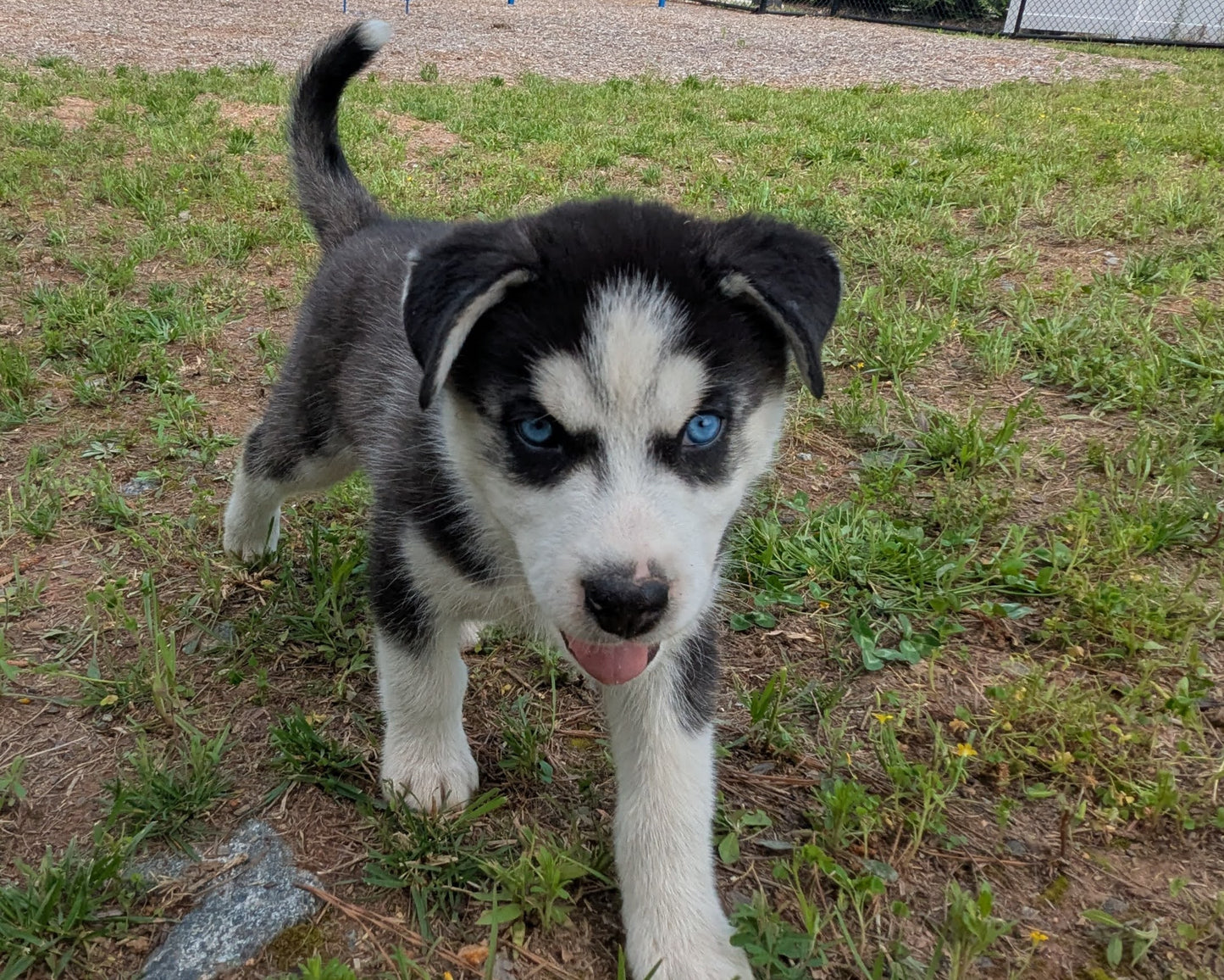 Niko ♂️ (Adopted) "Alpha"