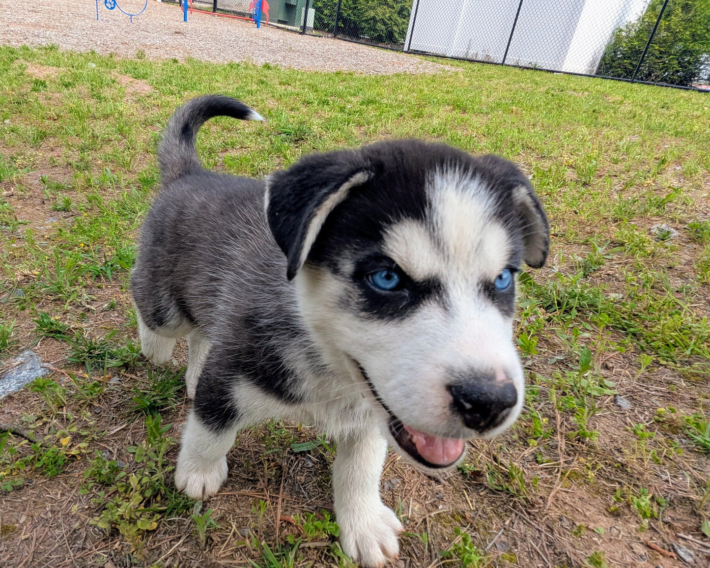 Niko ♂️ (Adopted) "Alpha"