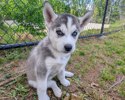 Nova ♀️ (Adopted)