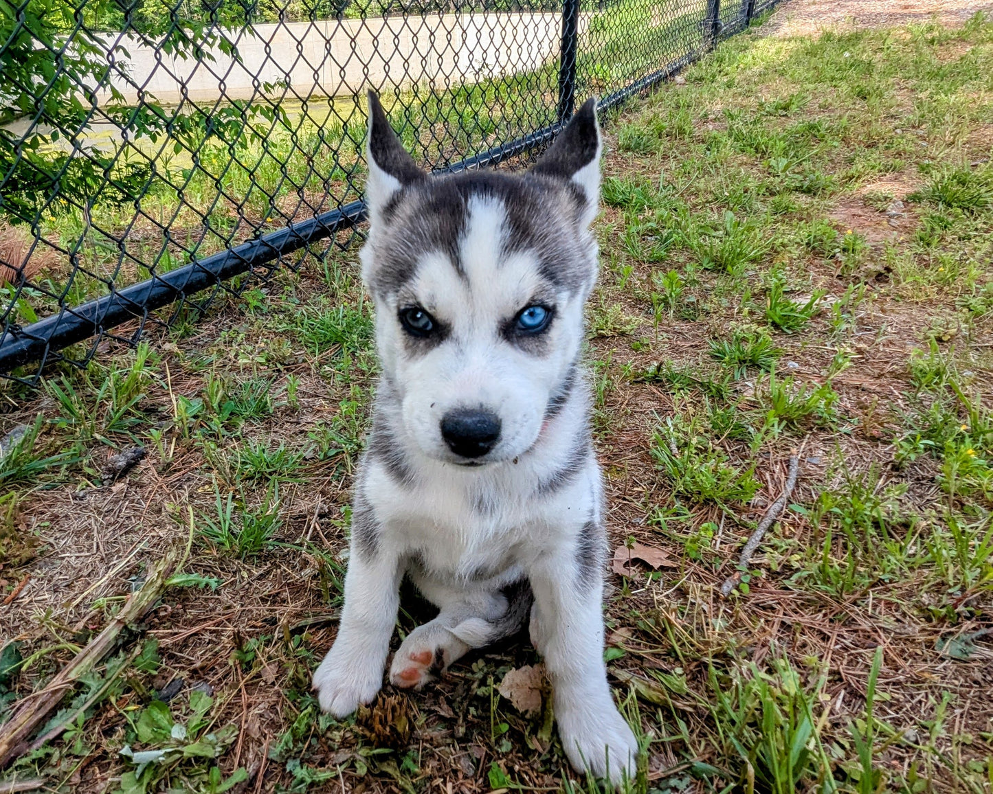 Nova ♀️ (Adopted)