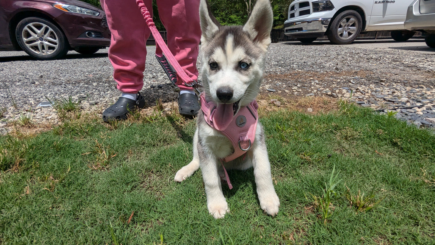 Nova ♀️ (Adopted)