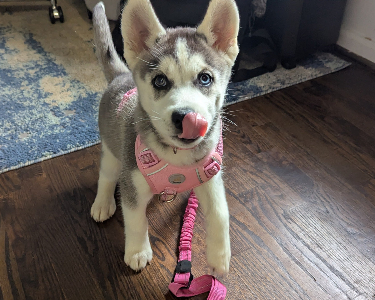 Nova ♀️ (Adopted)