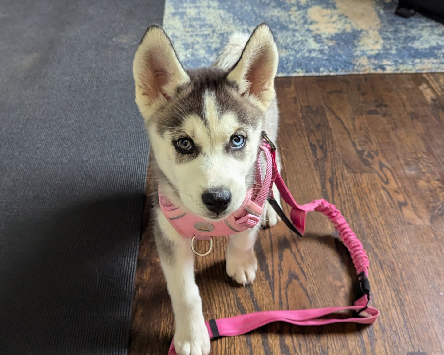 Nova ♀️ (Adopted)