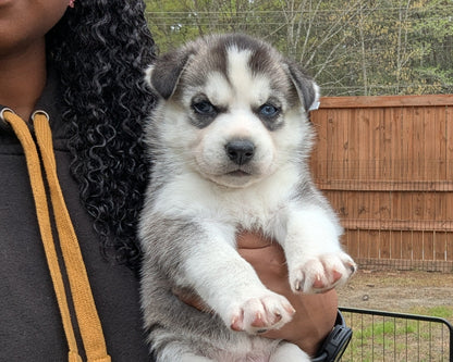 Nova ♀️ (Adopted)