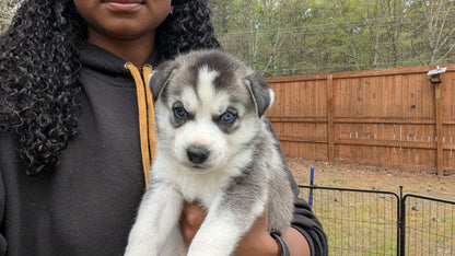 Nova ♀️ (Adopted)