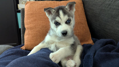 Nova ♀️ (Adopted)