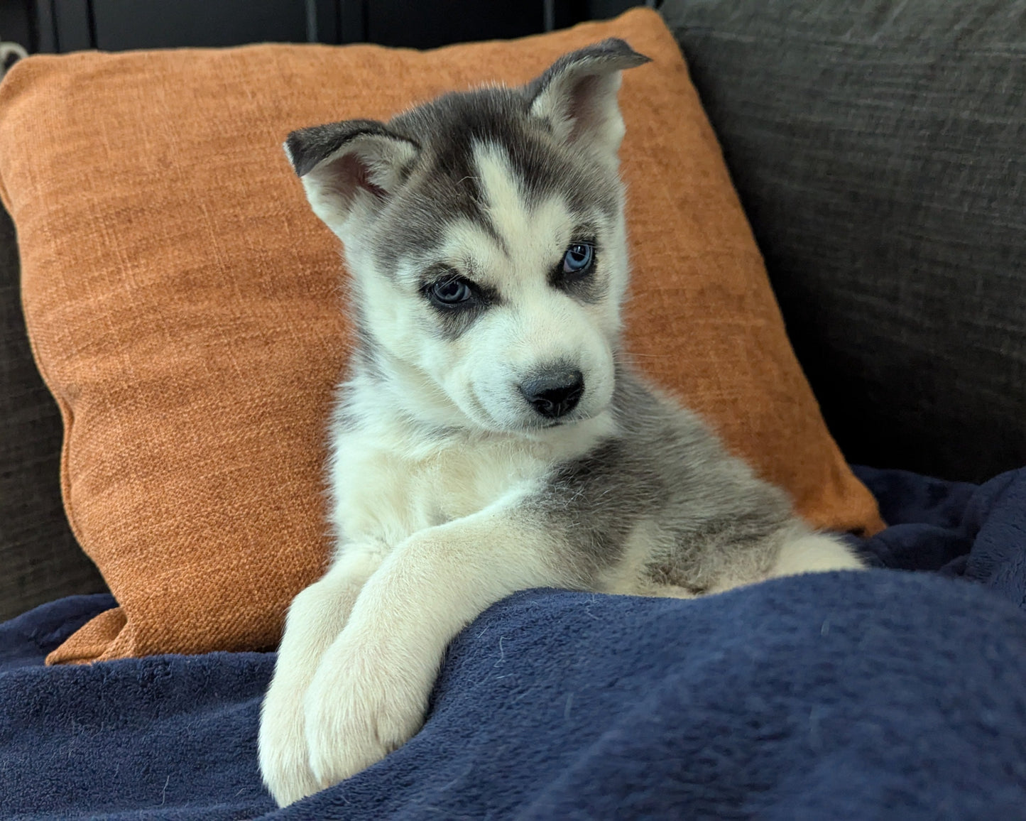 Nova ♀️ (Adopted)