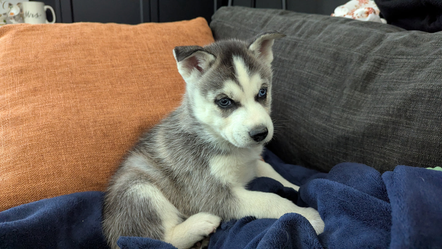 Nova ♀️ (Adopted)