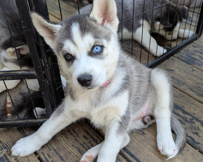 Nova ♀️ (Adopted)