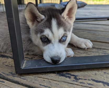 Nova ♀️ (Adopted)