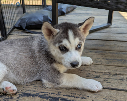 Nova ♀️ (Adopted)