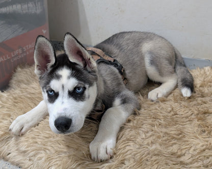 Cato ♂️ (Adopted)