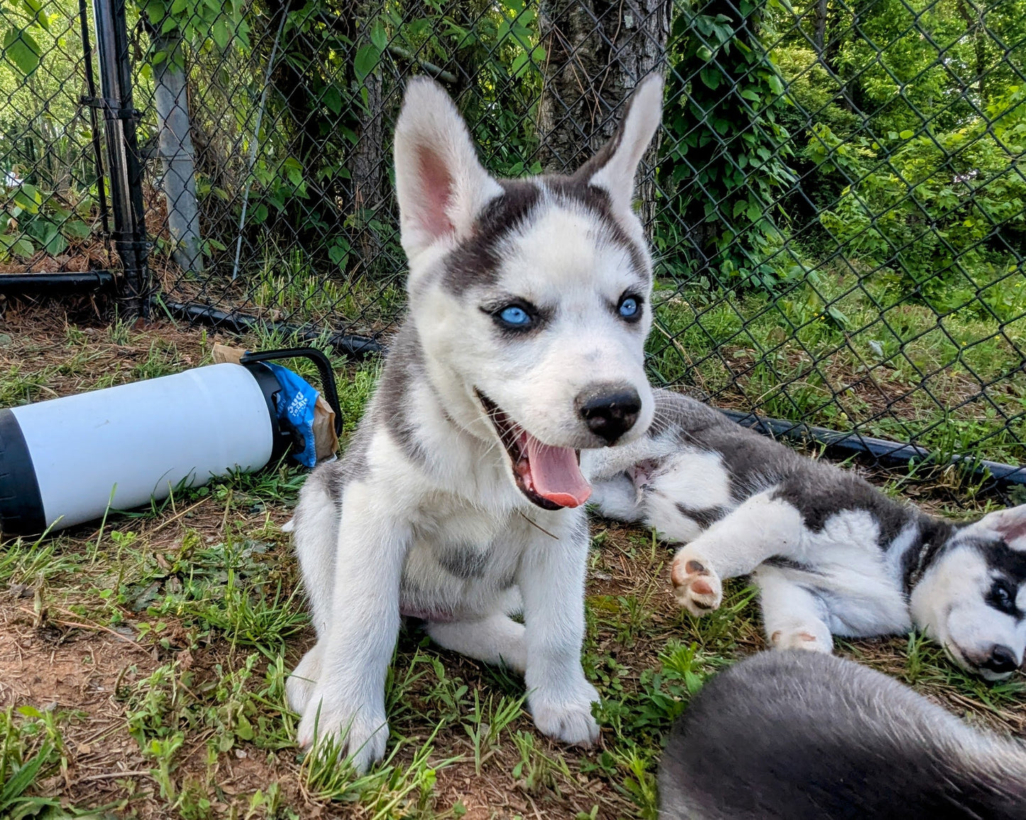 Valkyrie ♀️ "Alpha" (Adopted)
