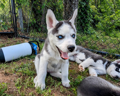 Valkyrie ♀️ "Alpha" (Adopted)
