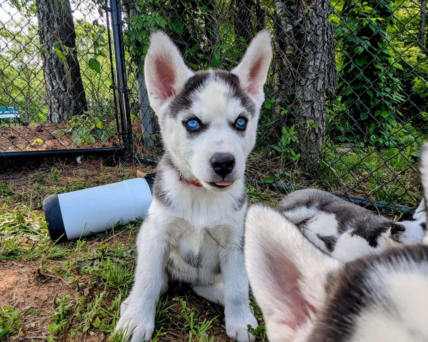 Valkyrie ♀️ "Alpha" (Adopted)