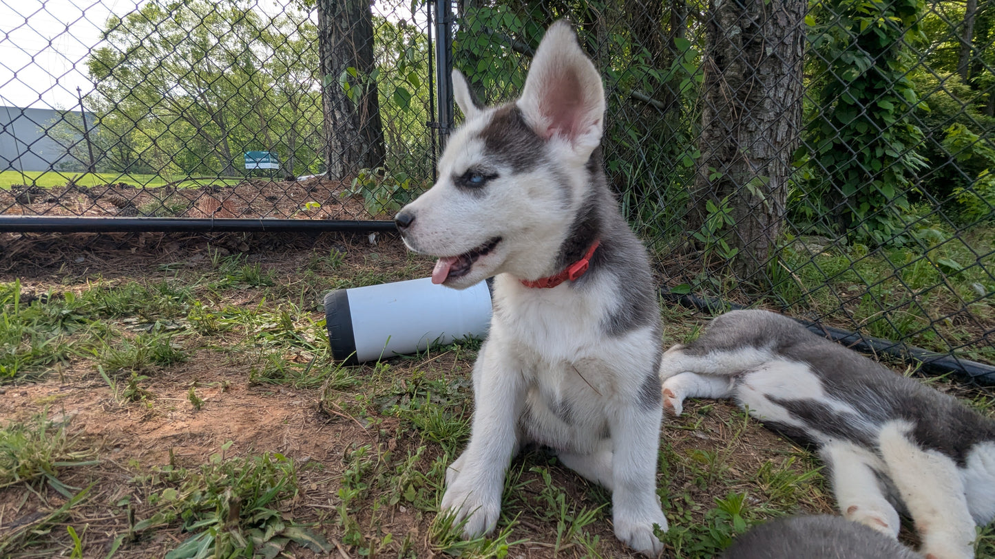 Valkyrie ♀️ "Alpha" (Adopted)