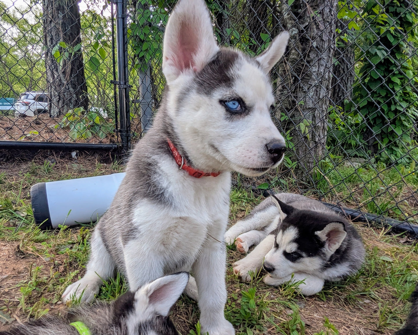 Valkyrie ♀️ "Alpha" (Adopted)