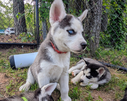 Valkyrie ♀️ "Alpha" (Adopted)