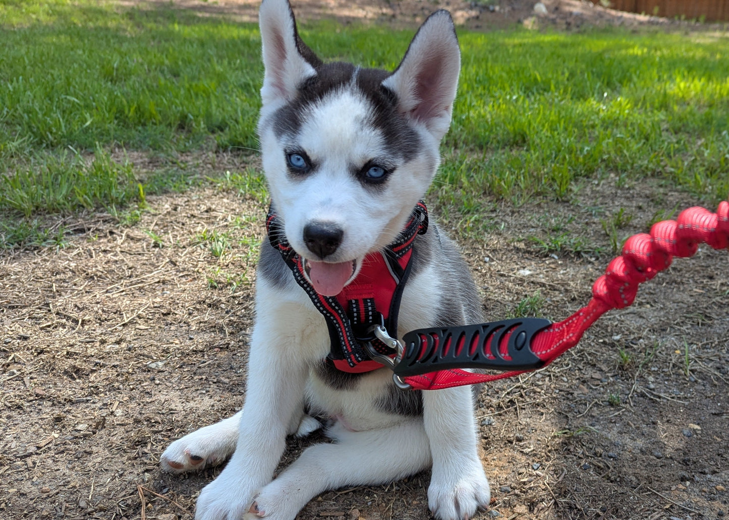Valkyrie ♀️ "Alpha" (Adopted)