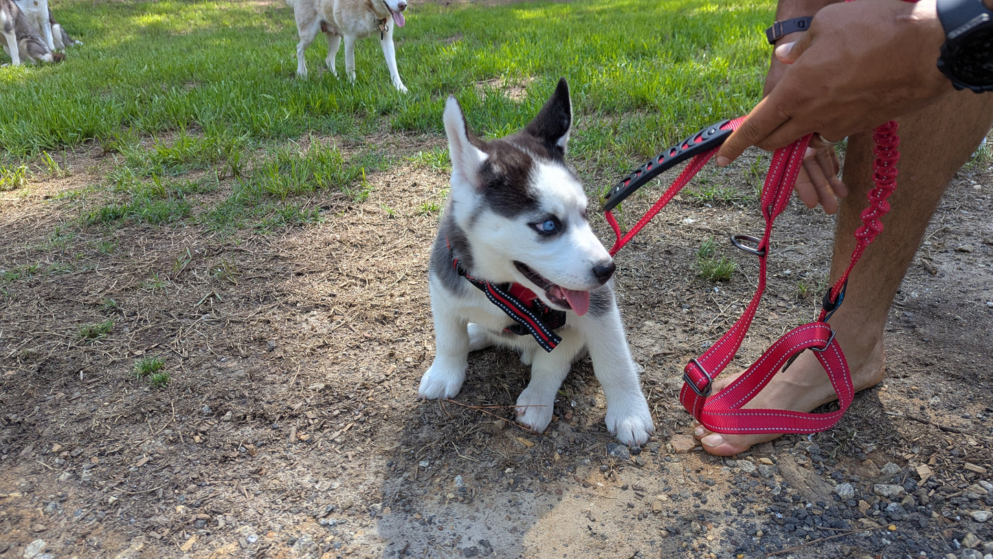 Valkyrie ♀️ "Alpha" (Adopted)