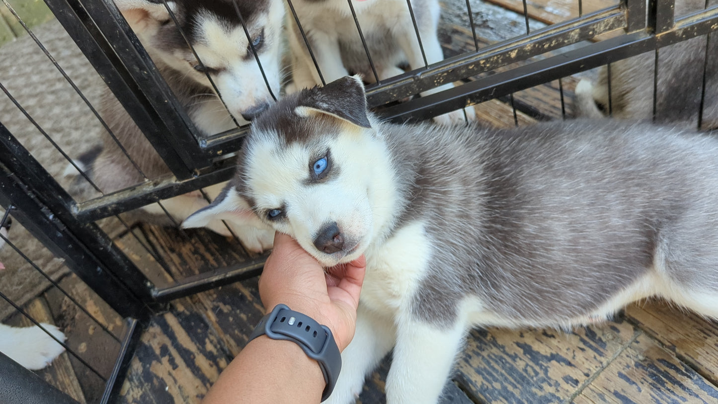 Valkyrie ♀️ "Alpha" (Adopted)