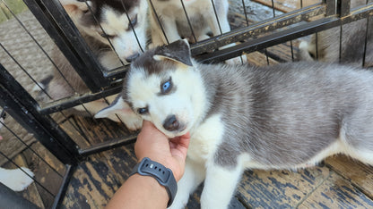 Valkyrie ♀️ "Alpha" (Adopted)