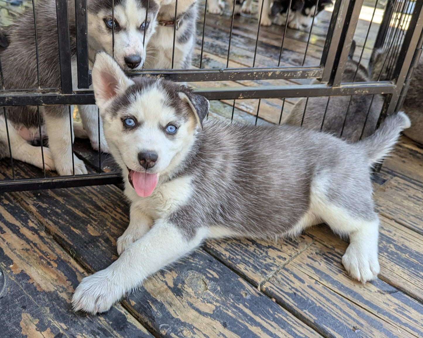 Valkyrie ♀️ "Alpha" (Adopted)