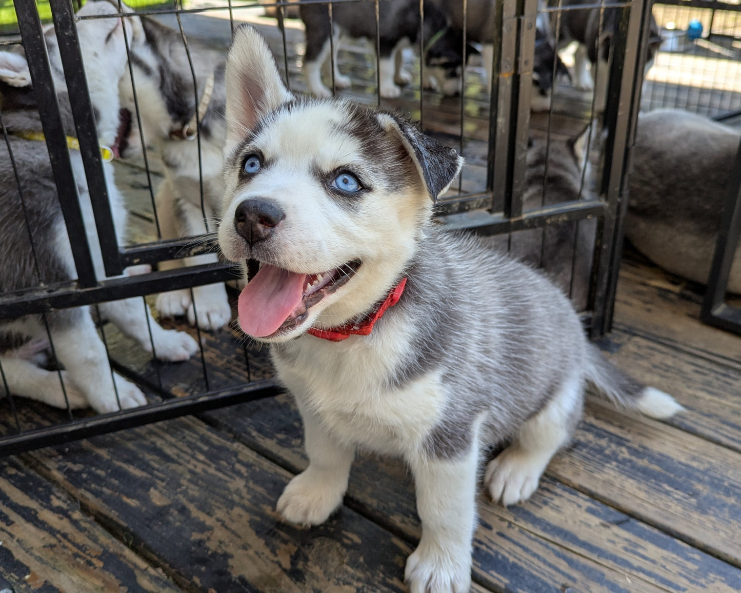 Valkyrie ♀️ "Alpha" (Adopted)