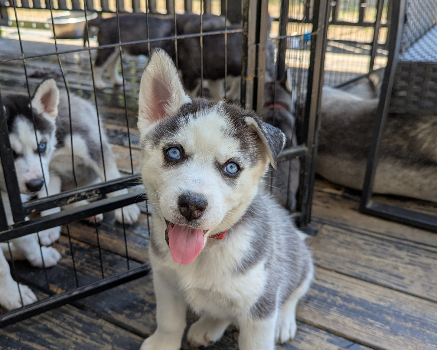 Valkyrie ♀️ "Alpha" (Adopted)