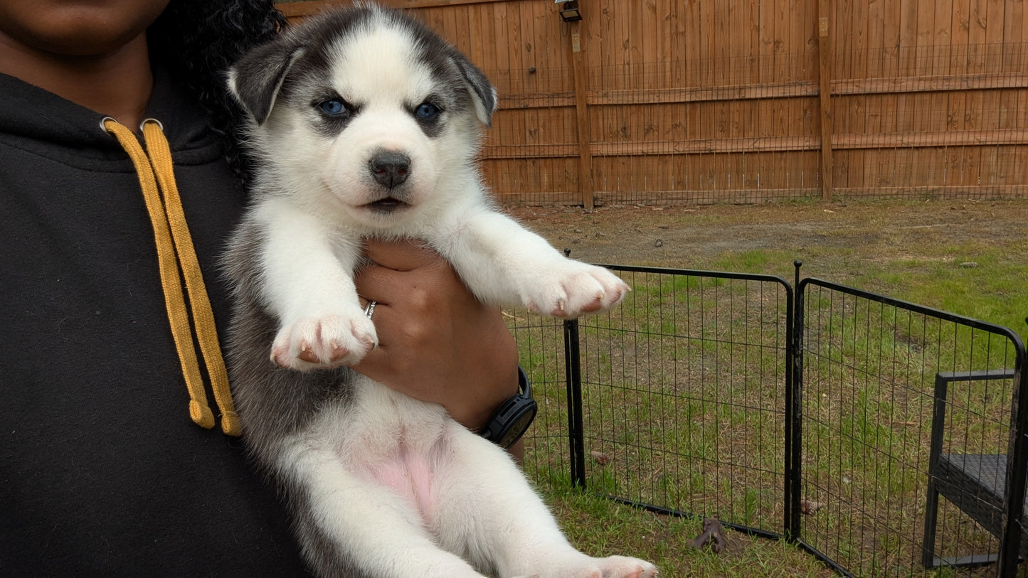 Valkyrie ♀️ "Alpha" (Adopted)
