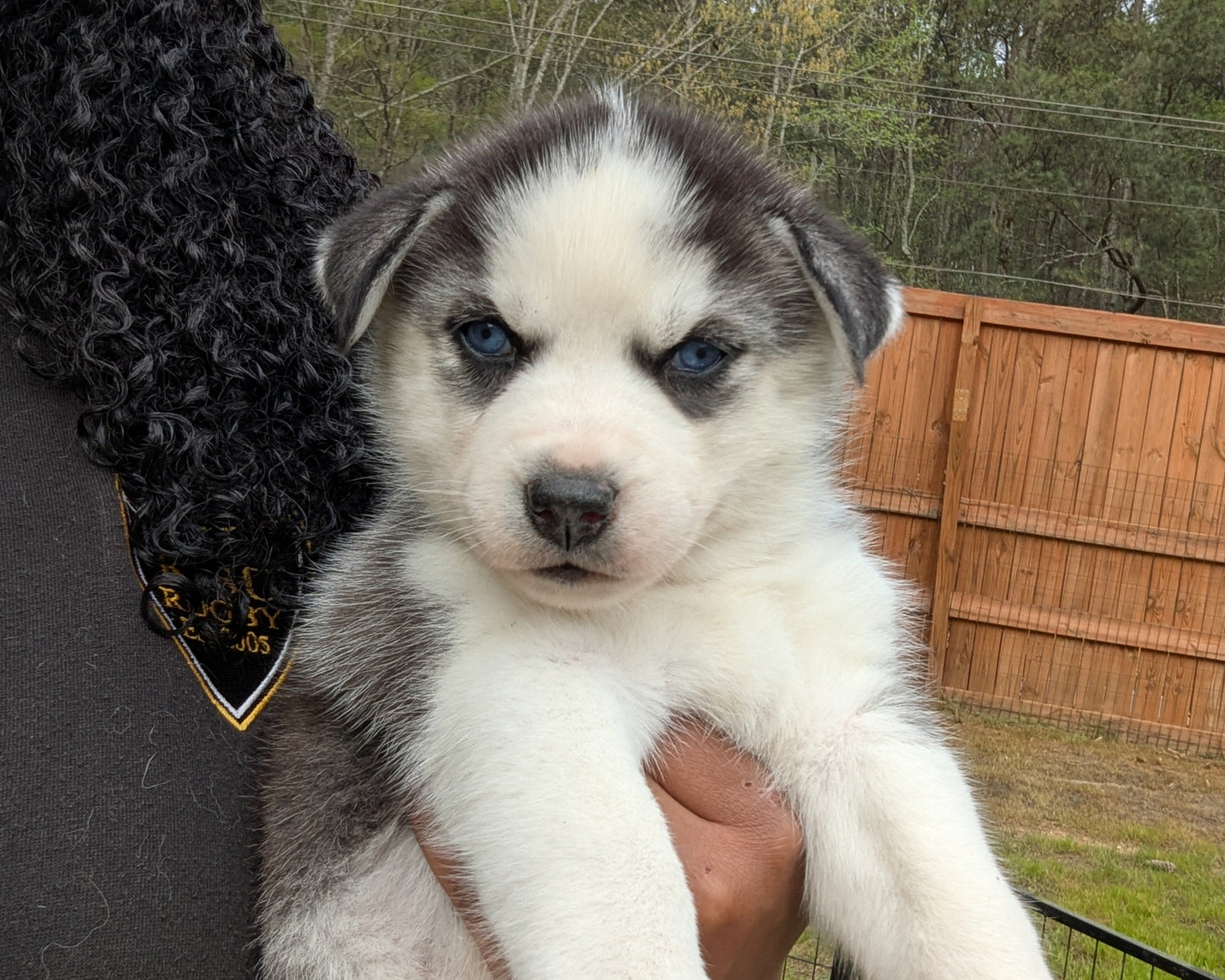 Valkyrie ♀️ "Alpha" (Adopted)