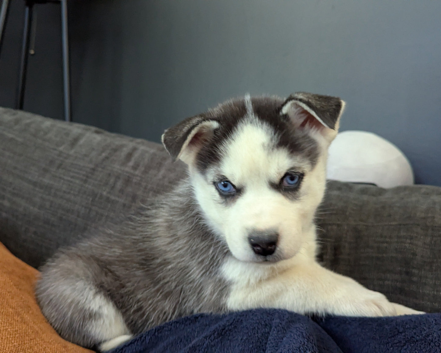Valkyrie ♀️ "Alpha" (Adopted)