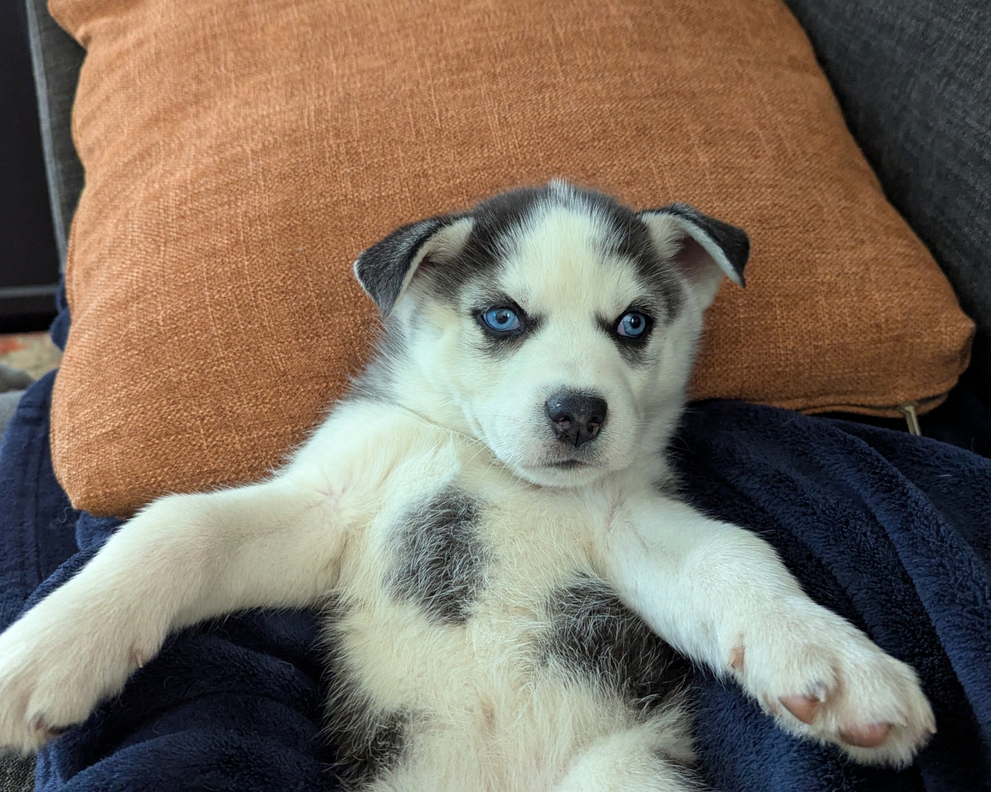 Valkyrie ♀️ "Alpha" (Adopted)