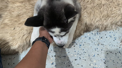 Cato ♂️ (Adopted)