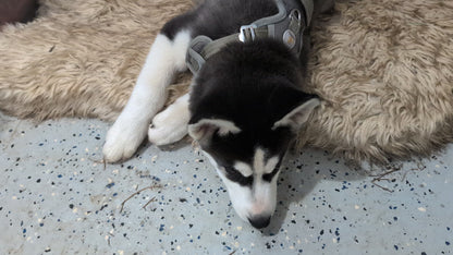 Jasper ♂️ (Adopted)