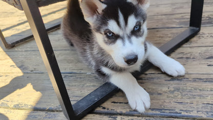 Bruno ♂️ (Adopted) "Omega"