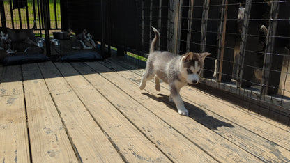 Nova ♀️ (Adopted)